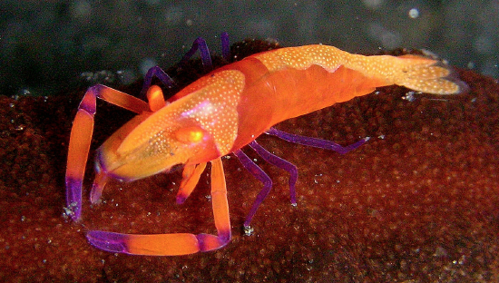  Zenopontonia rex (Emperor Shrimp)